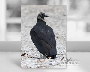 Stunning photography of a black vulture on a blank note card offered by Cove Creek Photography.